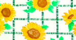 F0230 - Sunflower White